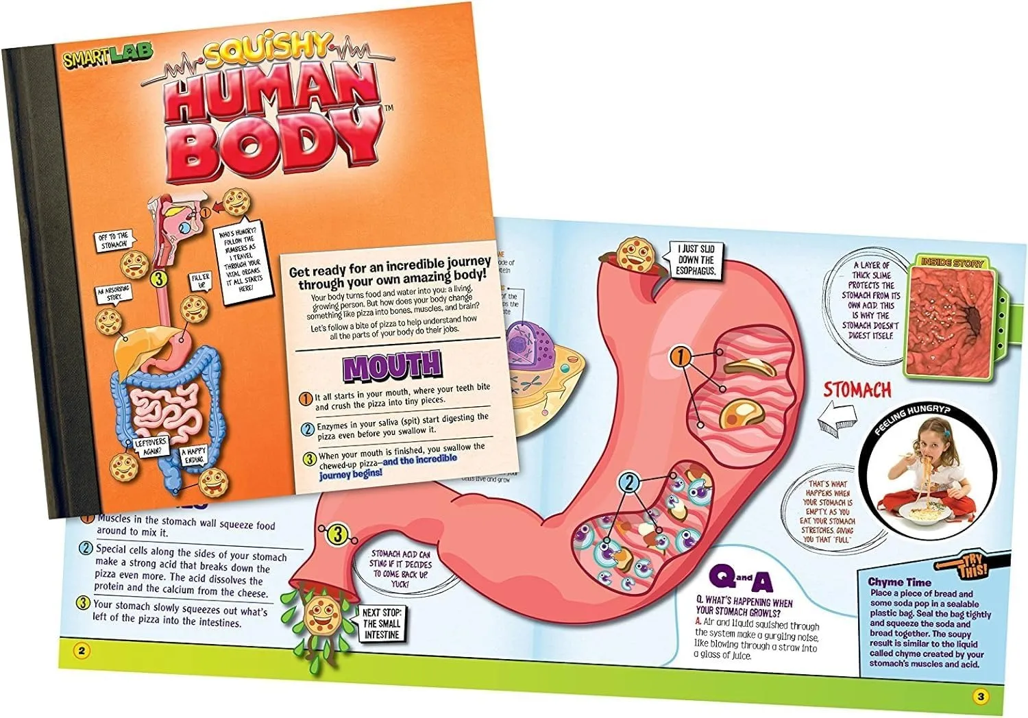 EDC Smart Lab Squishy Human Body