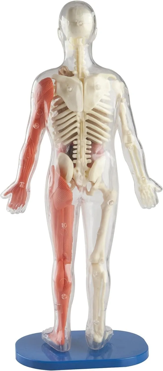 EDC Smart Lab Squishy Human Body
