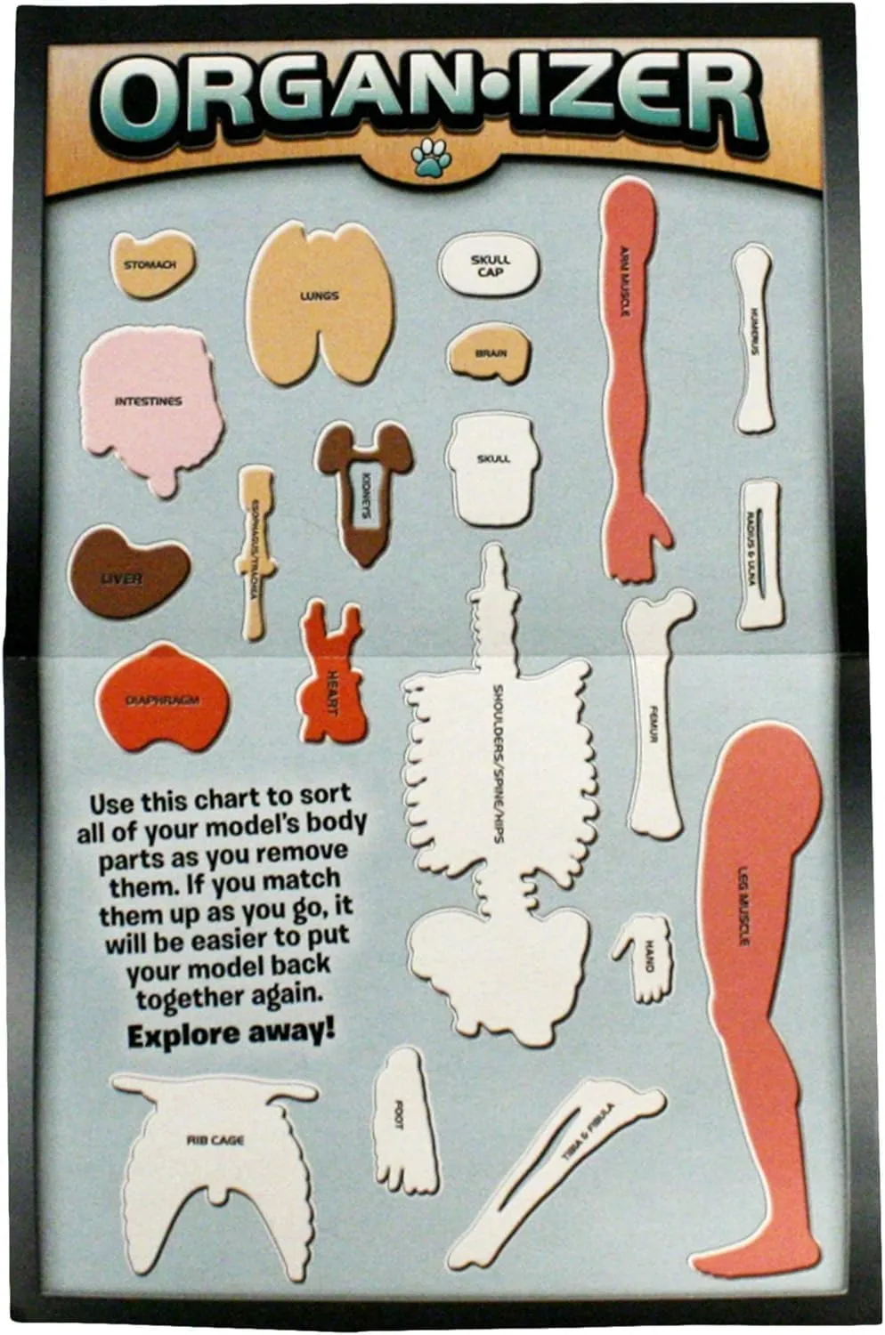 EDC Smart Lab Squishy Human Body