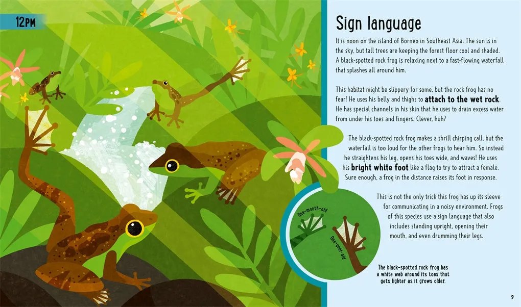 Frogs (A Day in the Life)
