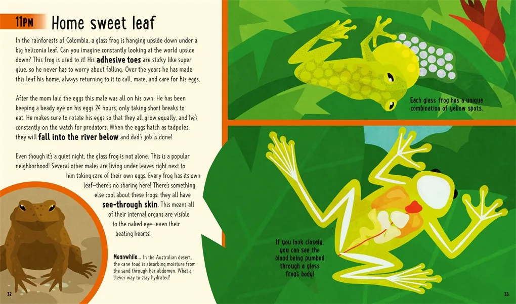 Frogs (A Day in the Life)