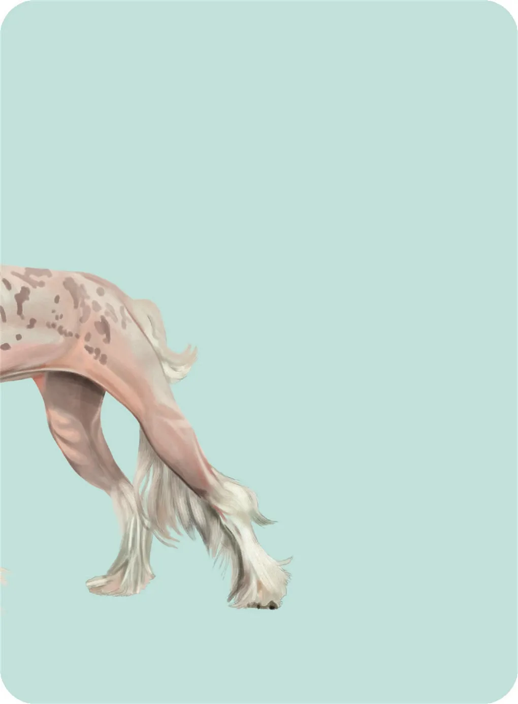 Heads & Tails: Dog Memory Cards