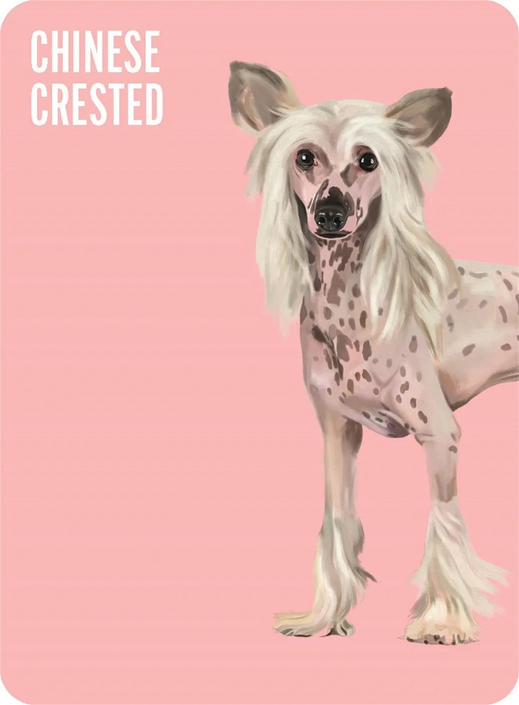 Heads & Tails: Dog Memory Cards