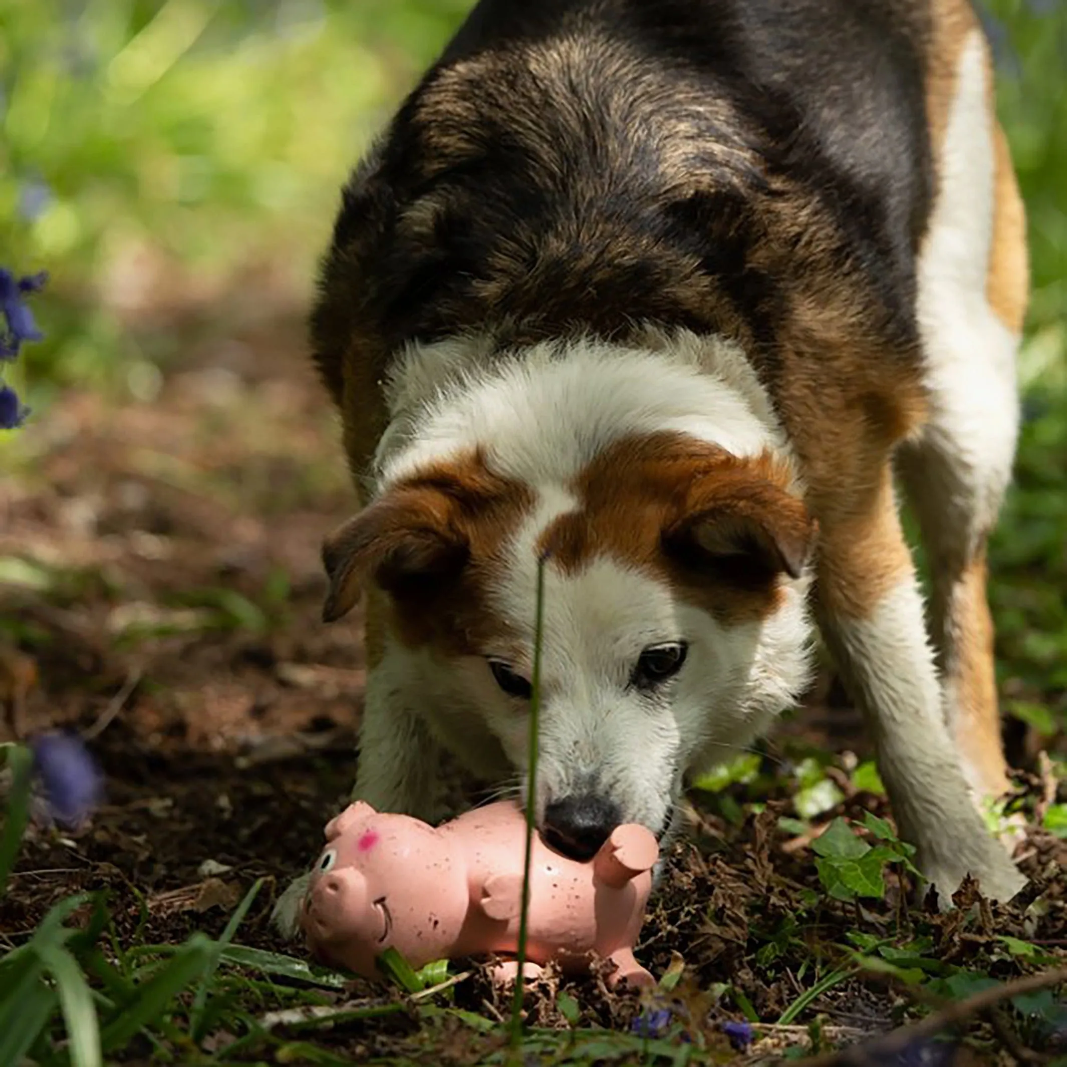 Oink Pig Dog Toy – Squeaky, Durable & Fun