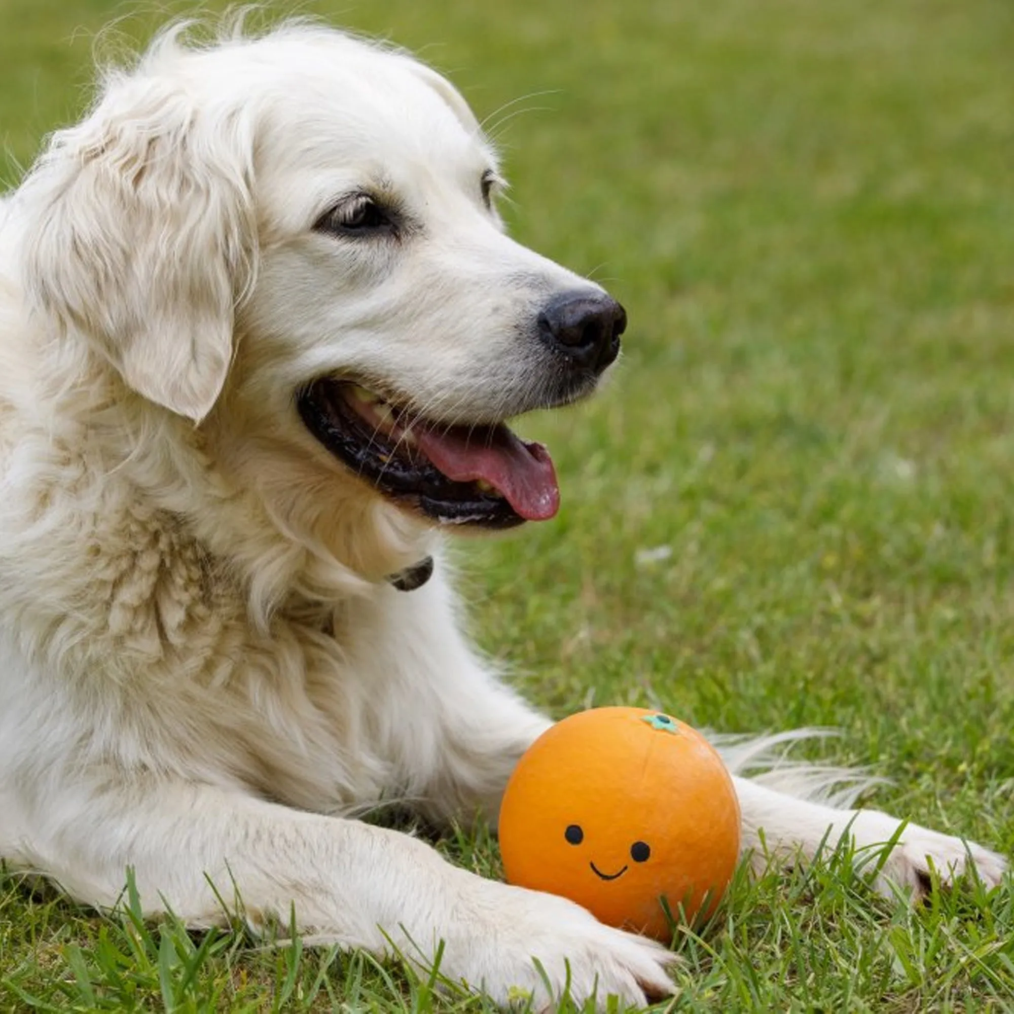 Petface Foodie Faces Latex Orange Dog Toy