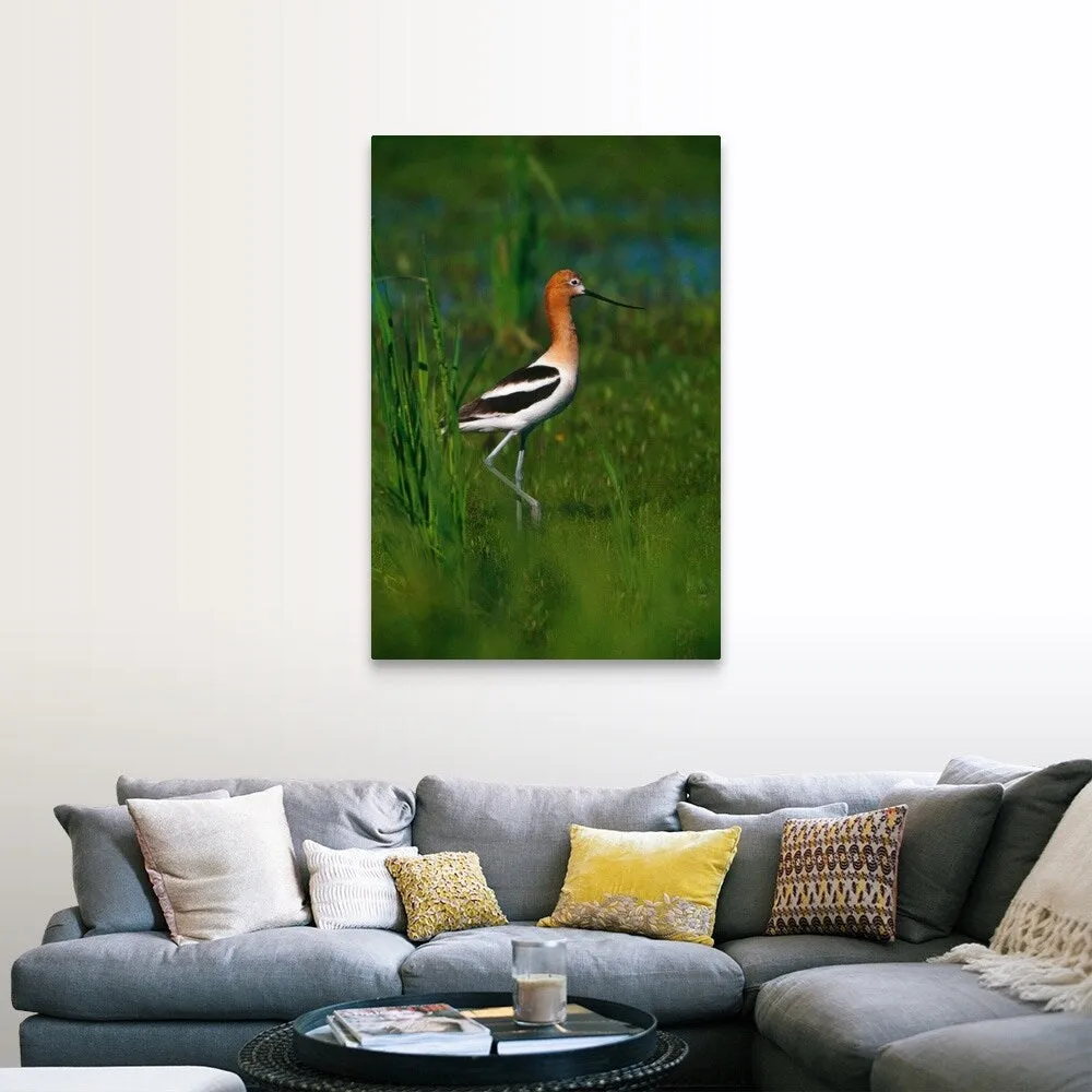 "Avocet bird, profile, Lake Alice National Wildlife Refuge, North Dakota" Canvas Wall Art