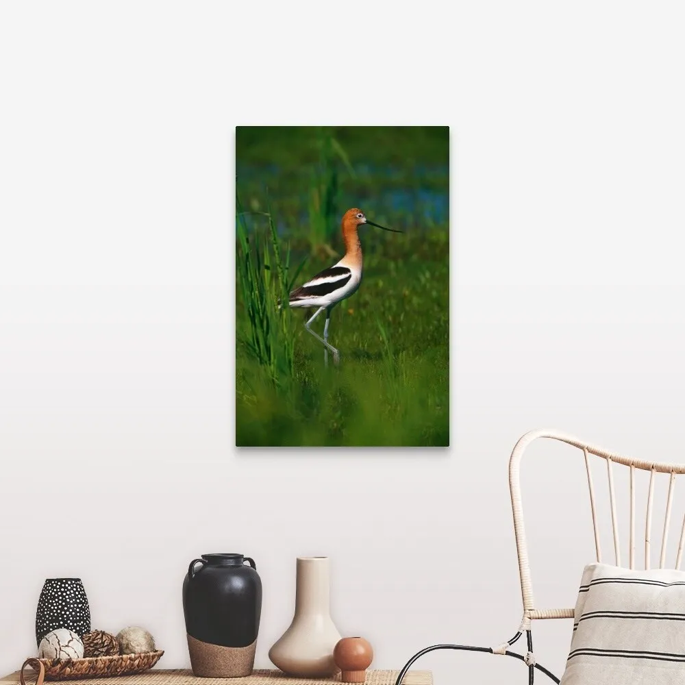 "Avocet bird, profile, Lake Alice National Wildlife Refuge, North Dakota" Canvas Wall Art