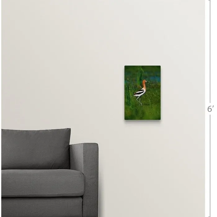 "Avocet bird, profile, Lake Alice National Wildlife Refuge, North Dakota" Canvas Wall Art