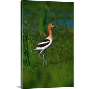 "Avocet bird, profile, Lake Alice National Wildlife Refuge, North Dakota" Canvas Wall Art