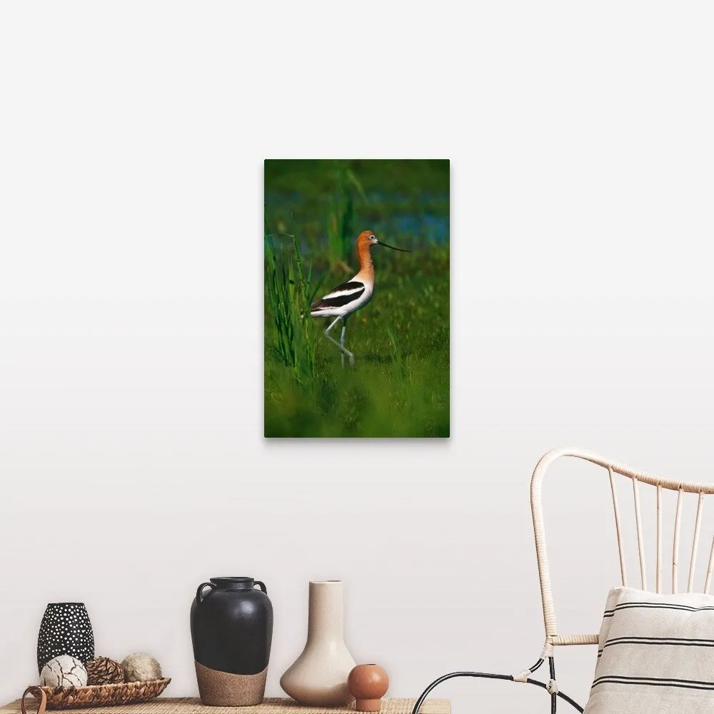 "Avocet bird, profile, Lake Alice National Wildlife Refuge, North Dakota" Canvas Wall Art