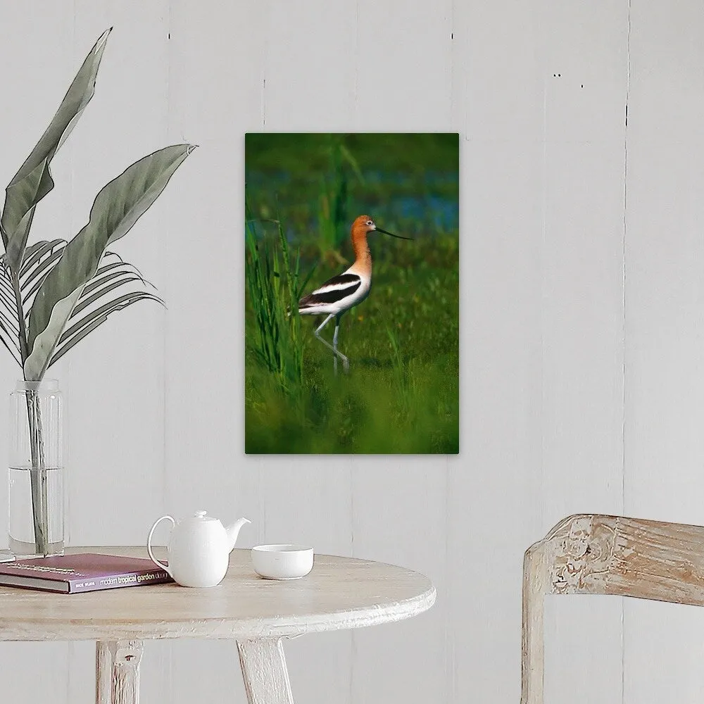 "Avocet bird, profile, Lake Alice National Wildlife Refuge, North Dakota" Canvas Wall Art